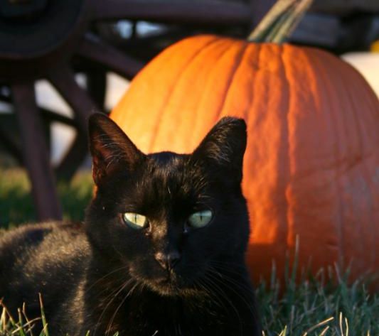 blackcat_halloween.jpg