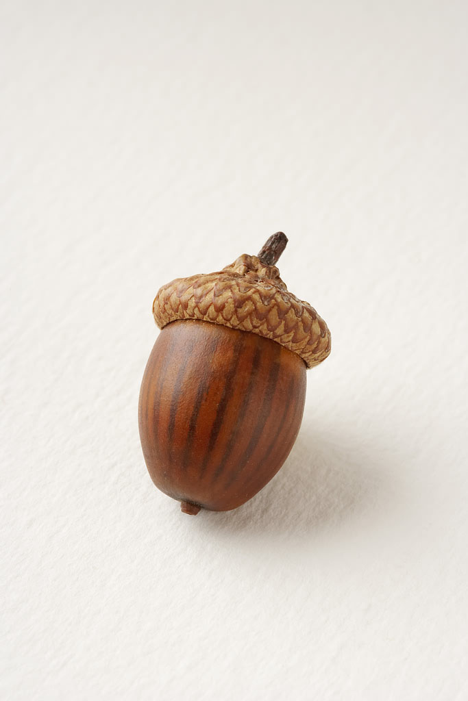 acorn.jpg