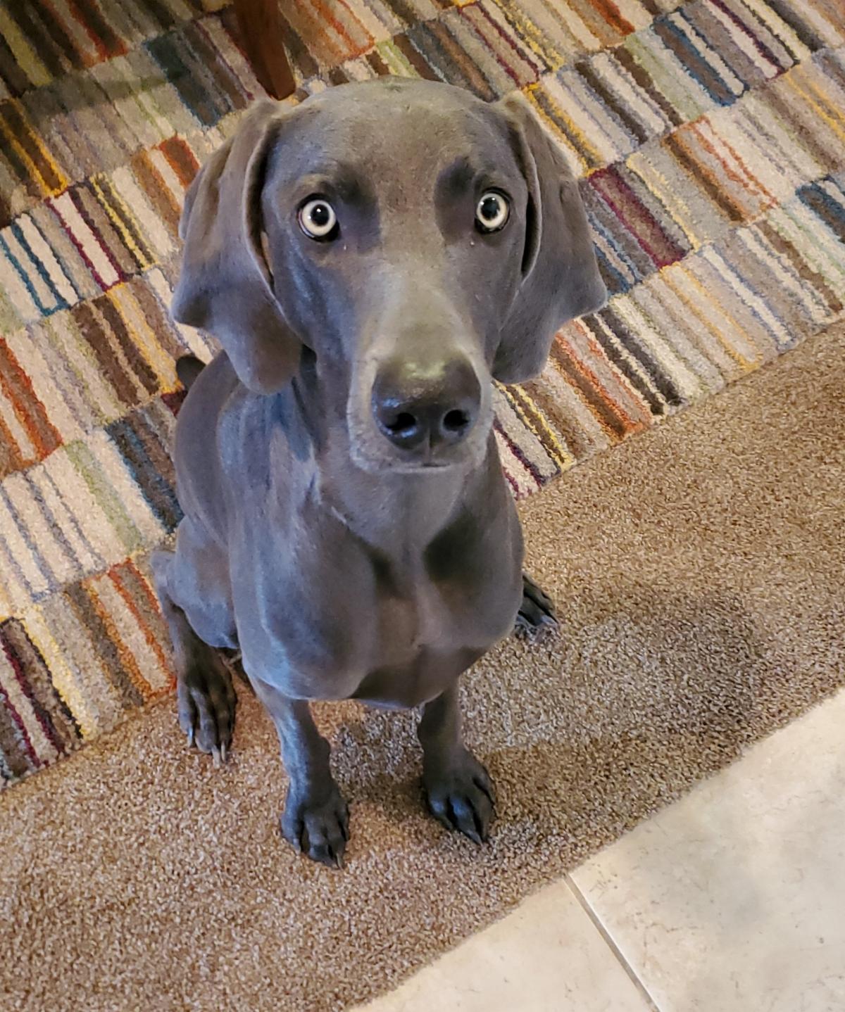 The Life and Times of Miller Cooper