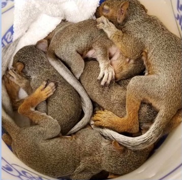 Squirrel And Rabbit Baby You've found Baby Rabbits or Squirrels - Now What?