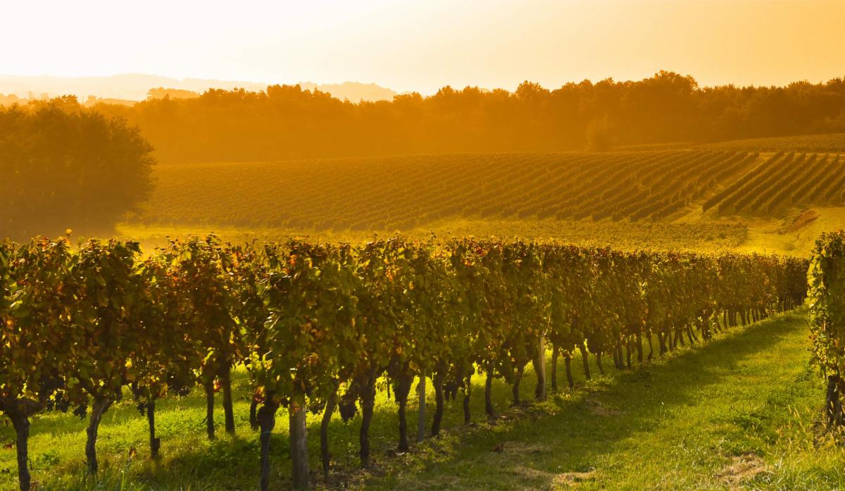 Cork and Vine I Reasons to buy & Neighbourhood