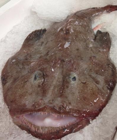 maine monkfish