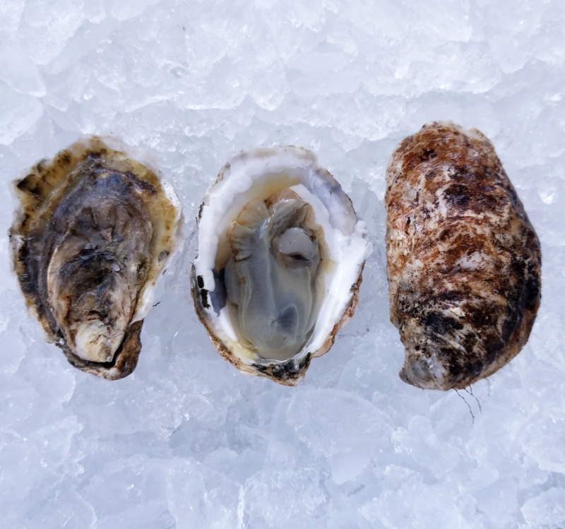 Purple Varnish Clams, Golden Tilefish, and More Tuesday Specials