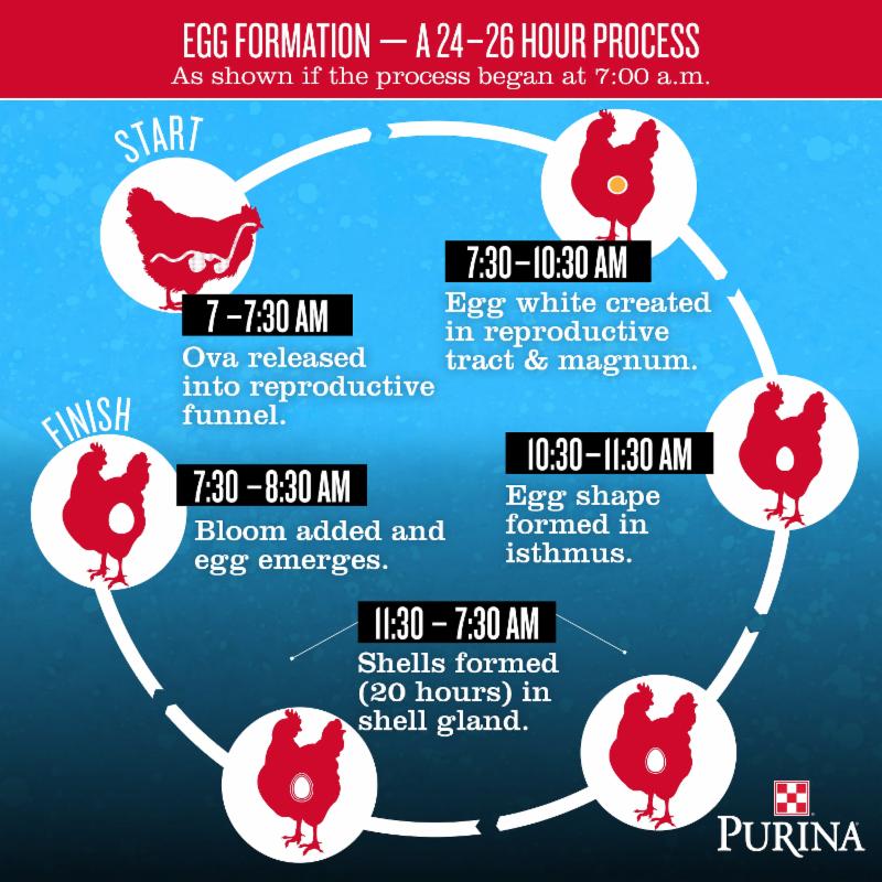 The formation of each farm fresh egg is a 24-26 hour process, with much of the work happening overnight. 