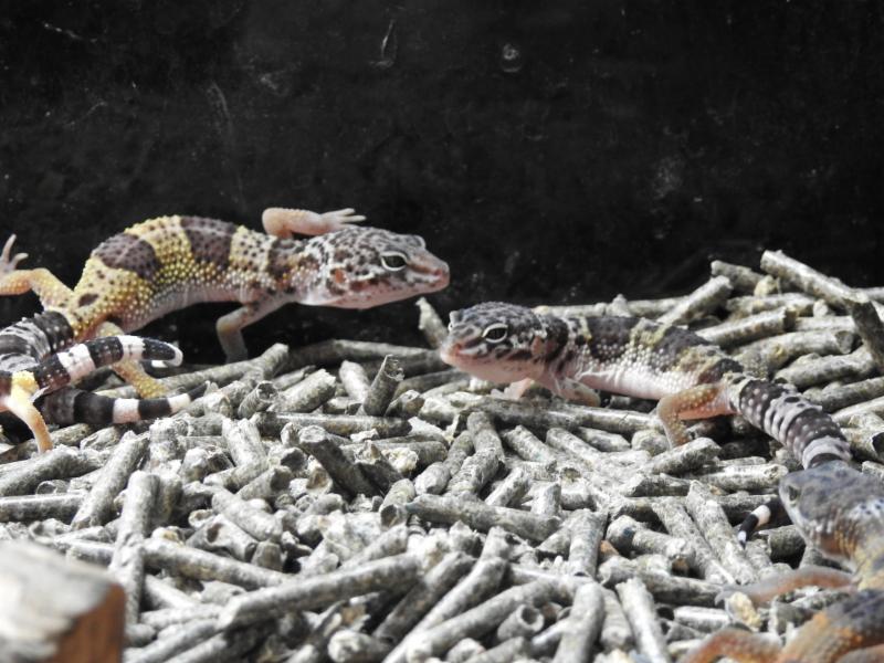 Pet Lovers Makes Neighborhood Safer and Friendlier Animal Lovers Pet Shop