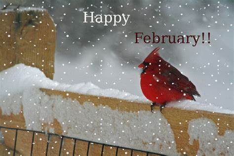 February Red Cardinal.jpg