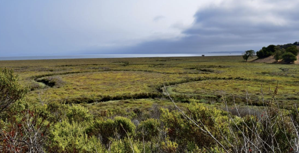 china camp marshes