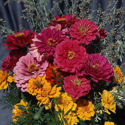 colorful-flowers.jpg