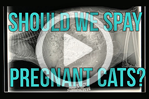 Kitten Lady_ Should We Spay Pregnant Cats_