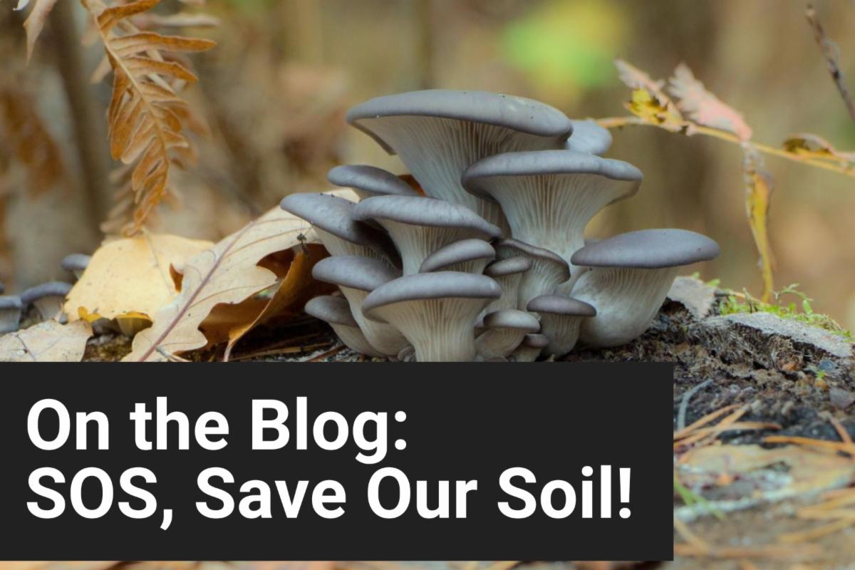 On the Blog: SOS SaveOur Soils (over an image of oyster mushrooms growing on the forest floor)