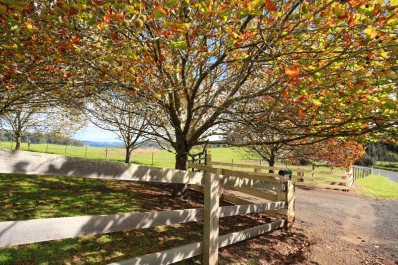 landscape_forest_tree.jpg