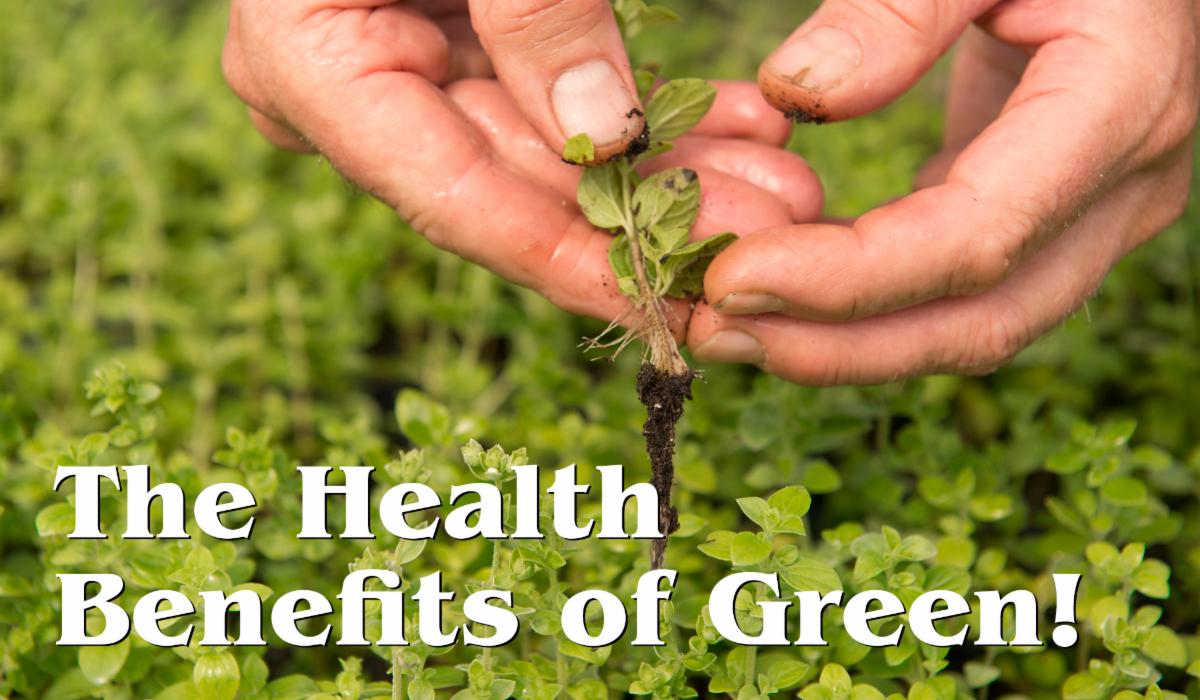 Photo of The Health Benefits of Green article, showing 2 hands holding microgreens.