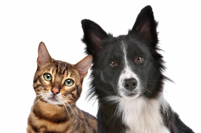 dog_cat_portrait.jpg
