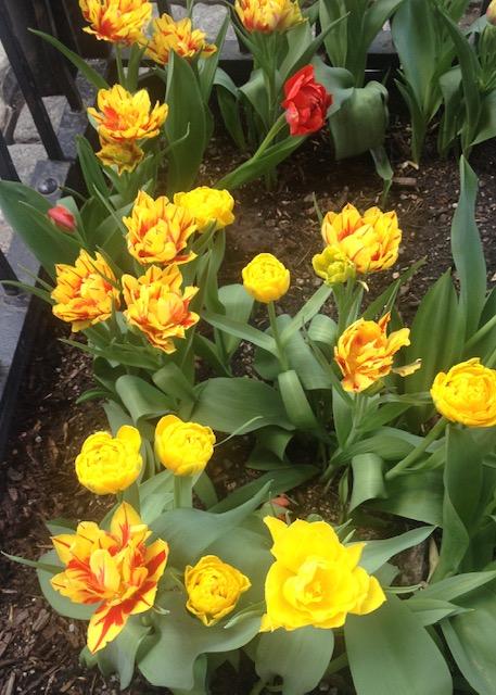 Yellow and yellow and red double tulips