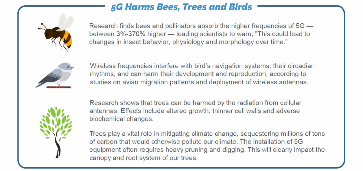 Environmental Impact of 5G Birds, Bees, and the Canopy of Trees