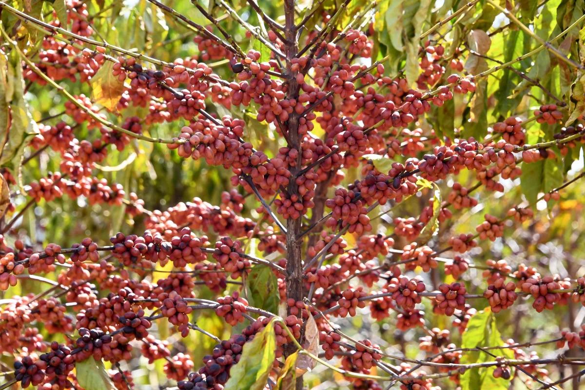 coffee tree