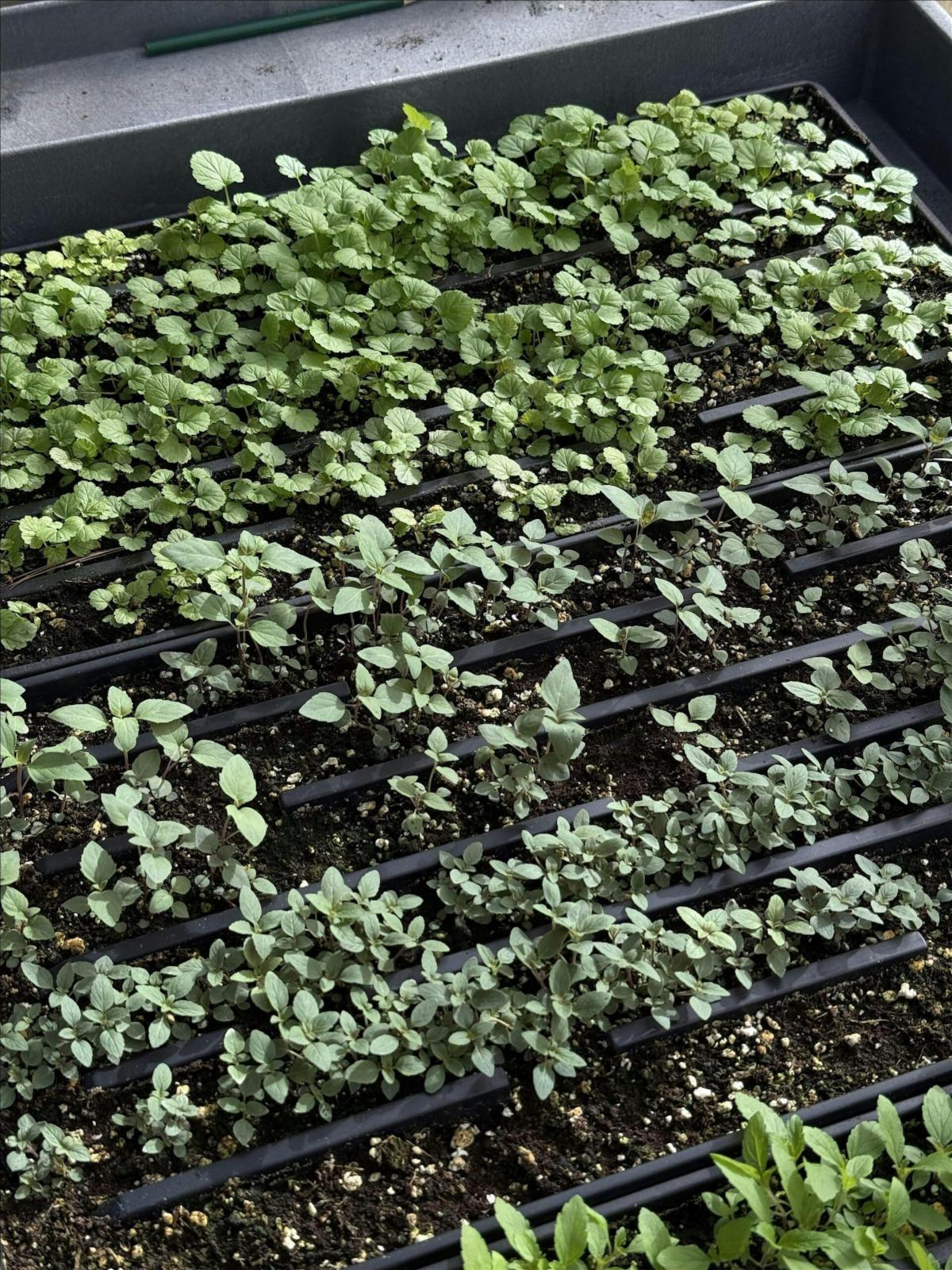 plants in pots