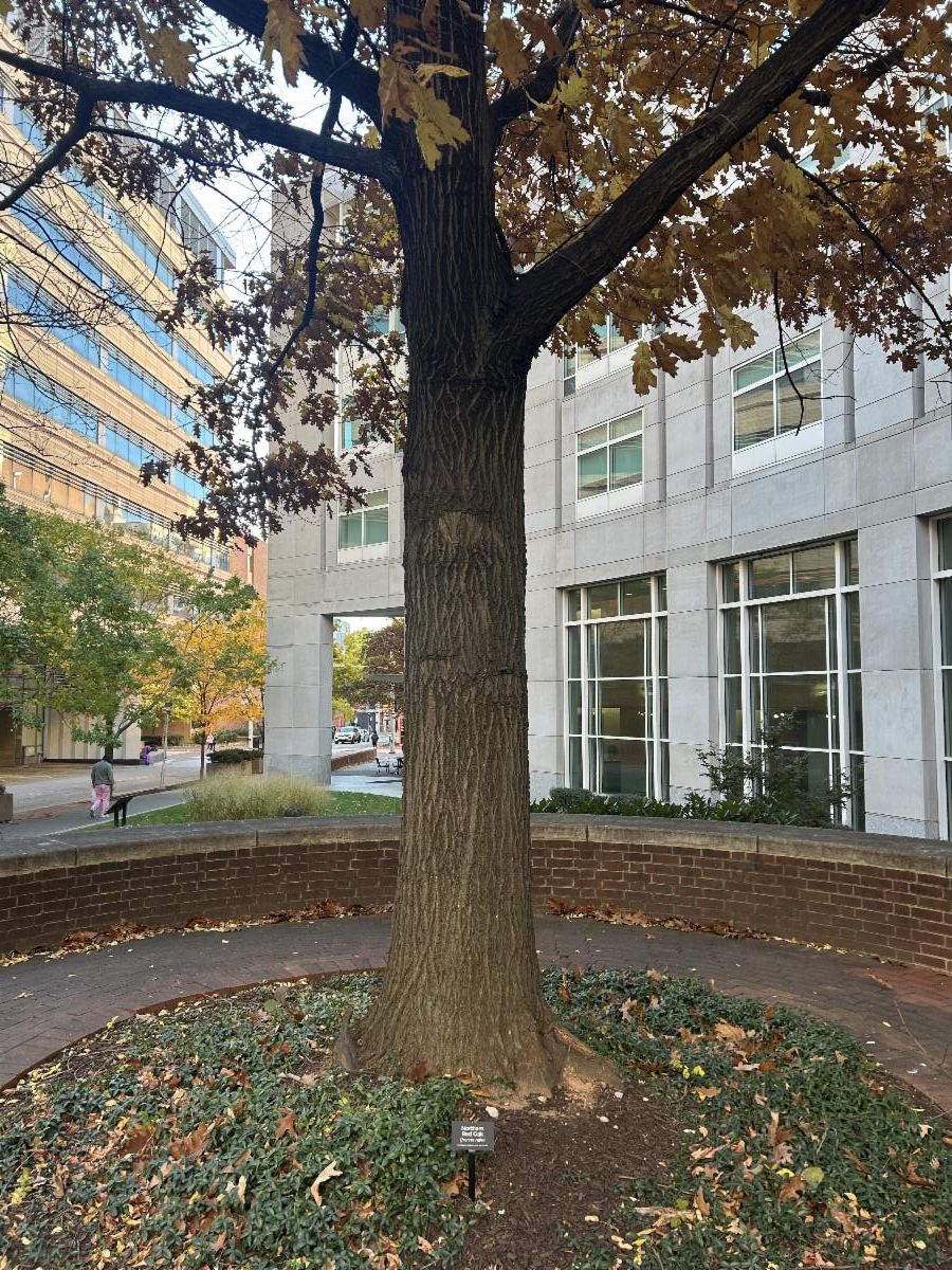 tree with ID tag