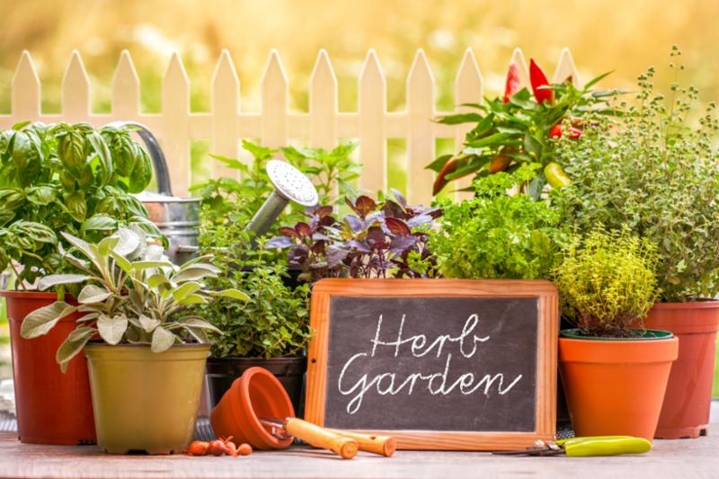 herb_garden.jpg