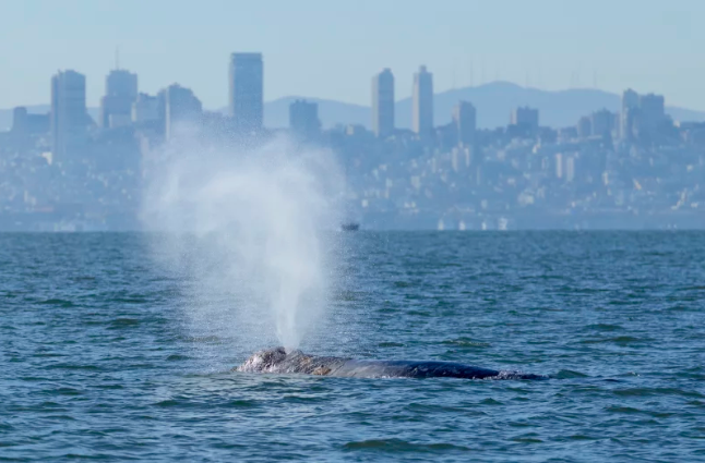 Image of whale with city skyline in background