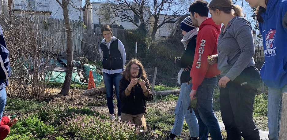 People weeding a garden