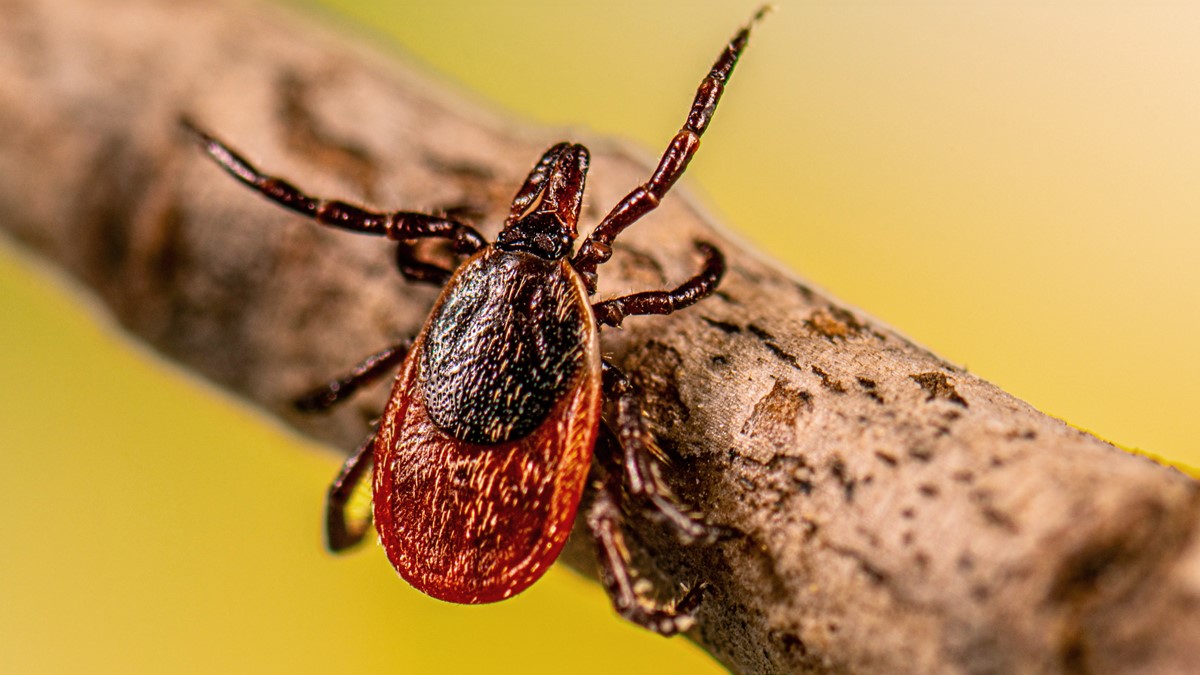 Image of tick.