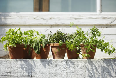 sunny-ledge-pots.jpg