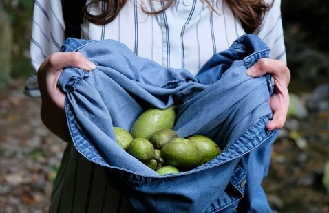 person holding pawpaw harvest