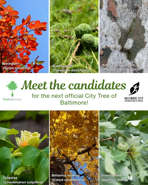 Graphic of Baltimore City's tree selections