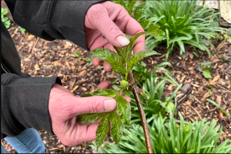 Person showing off budding native species
