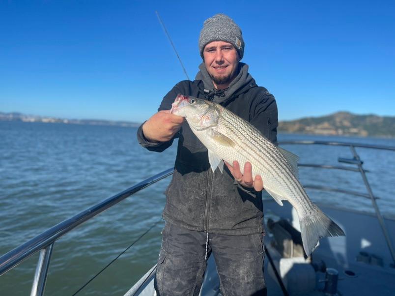 Epic Live Bait Halibut/Striped Bass