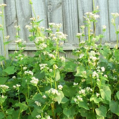 Buckwheat cover crop growing in the garden.