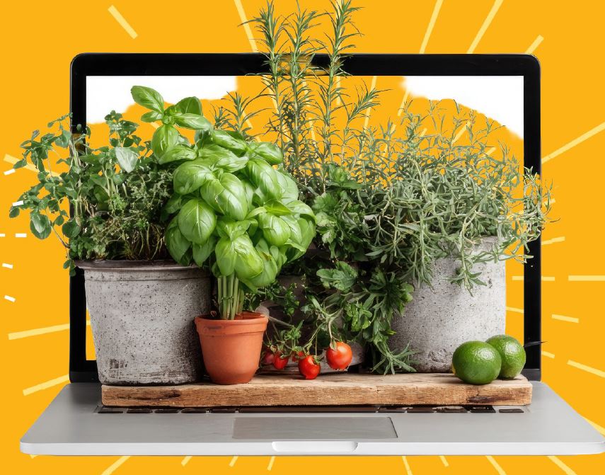 Potted herbs on a tray with a laptop.
