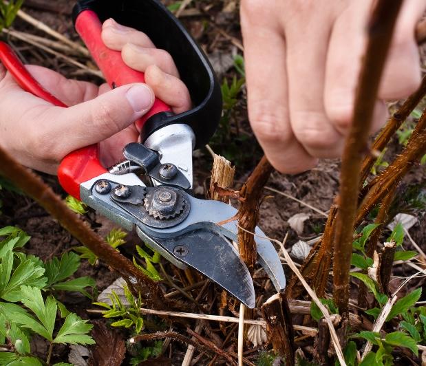 A person with pruning shears pruning raspberry canes.