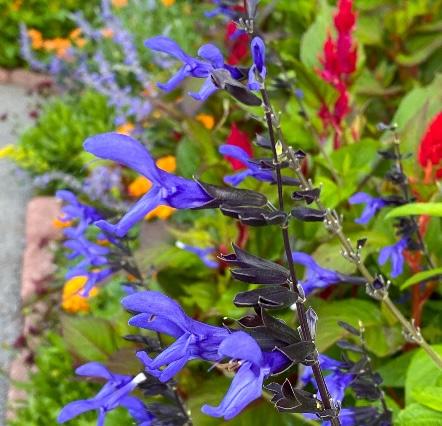 Blue and black Salvia flowers.