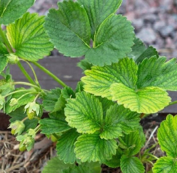 Chlorotic strawberry leaves.