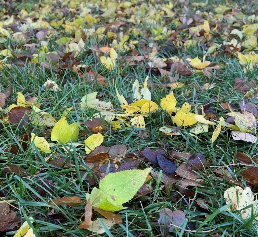 Fallen leaves on the lawn.