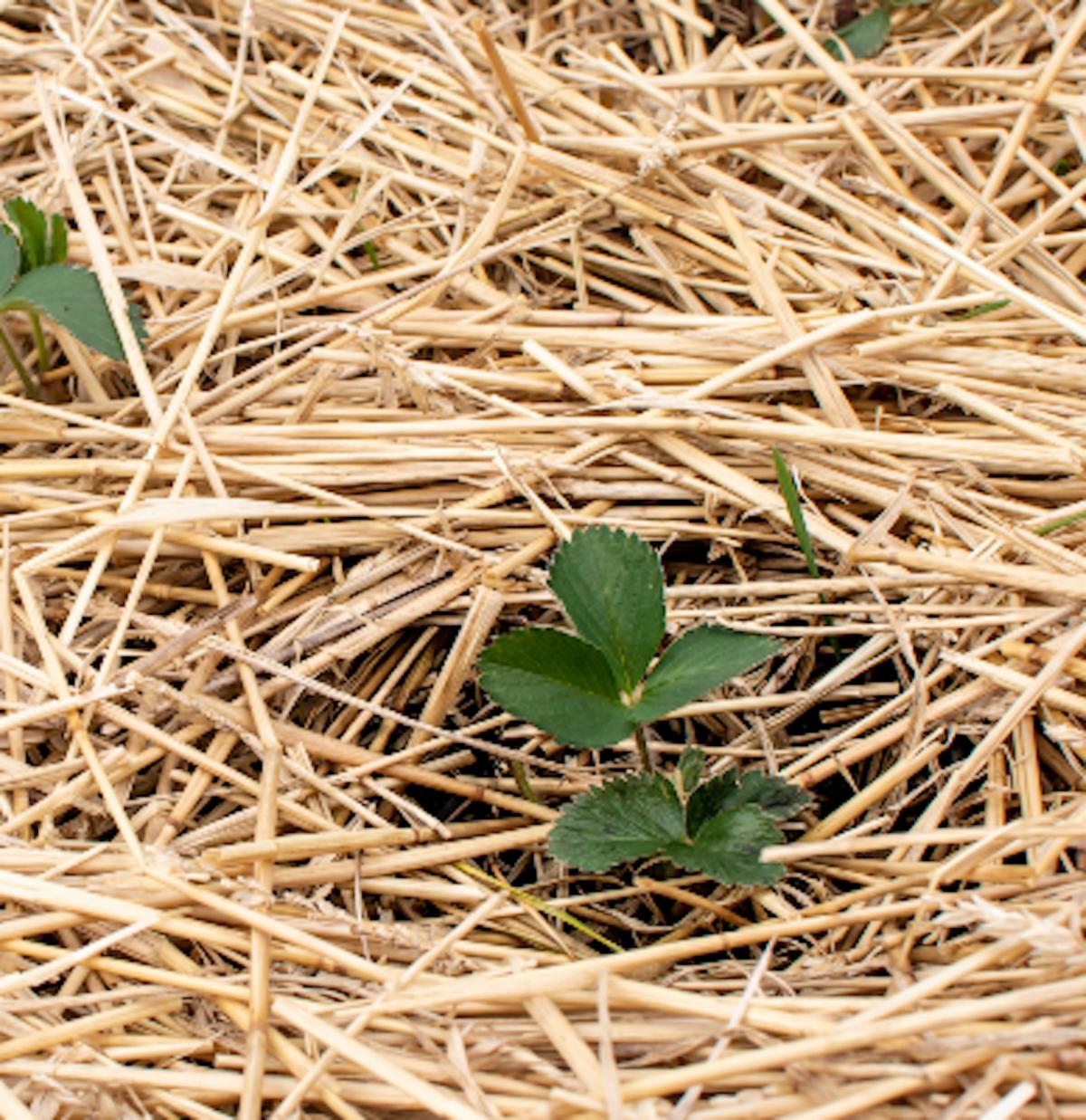 Strawberry plants under a layer of straw.
