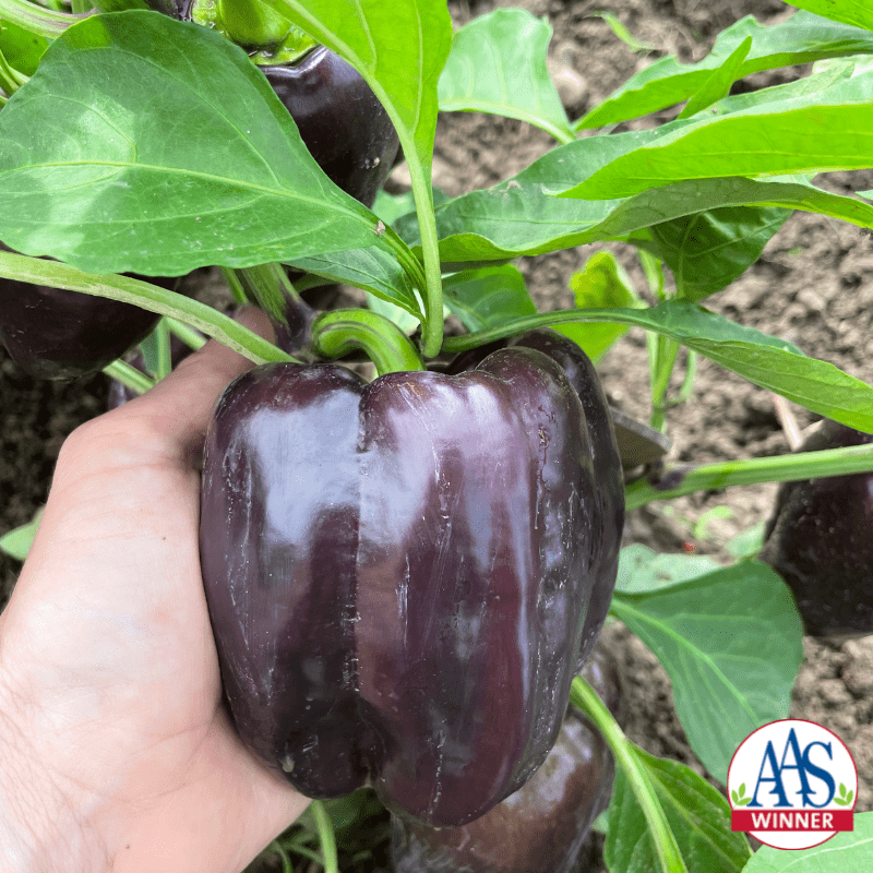 A deep purple bell pepper on the plant.