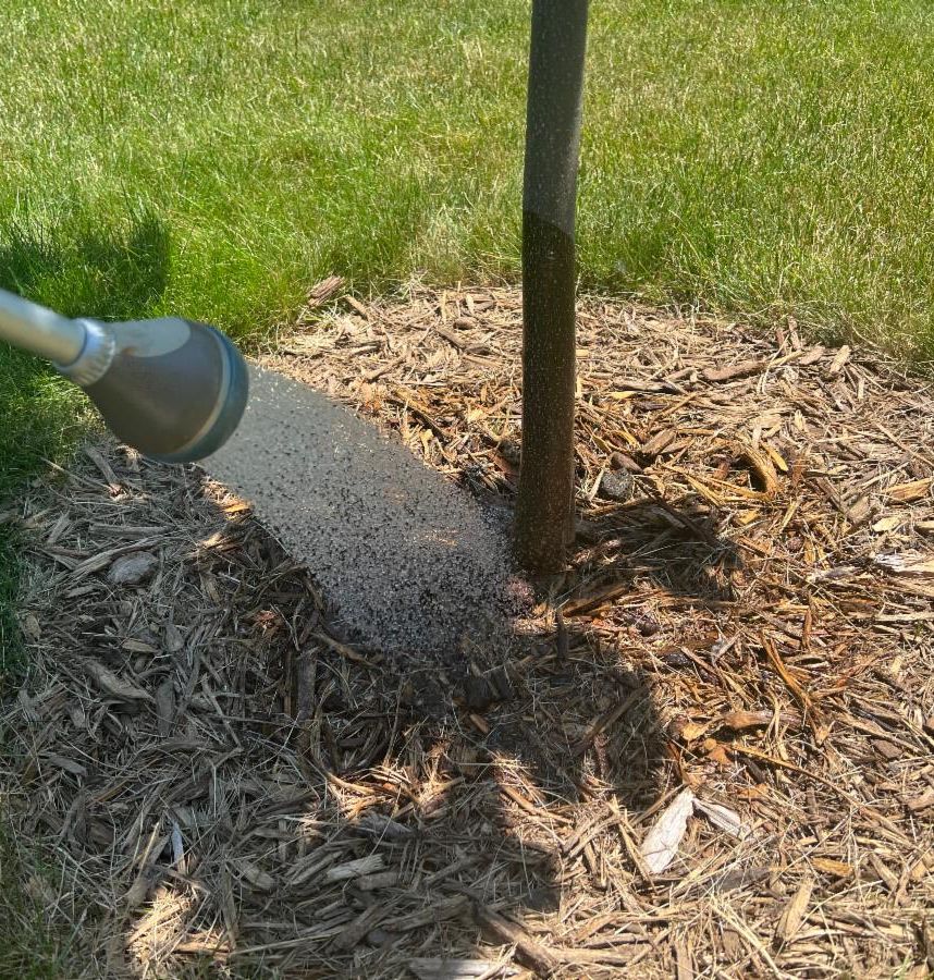 Watering the base of a newly planted tree.