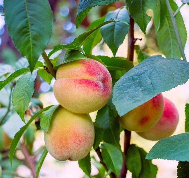 Peaches on the tree.