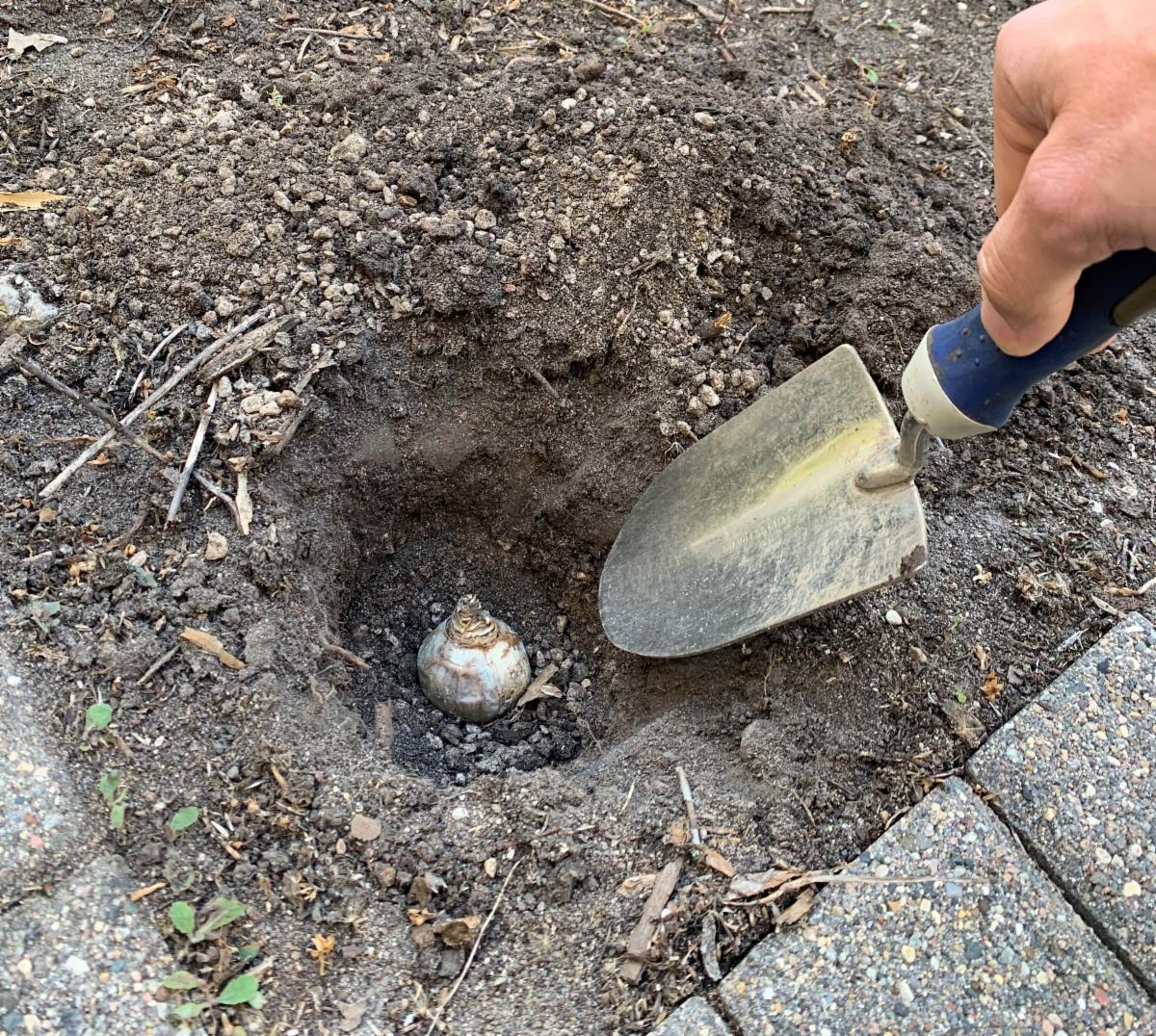 A person using a trowel to plant a spring blooming bulb.