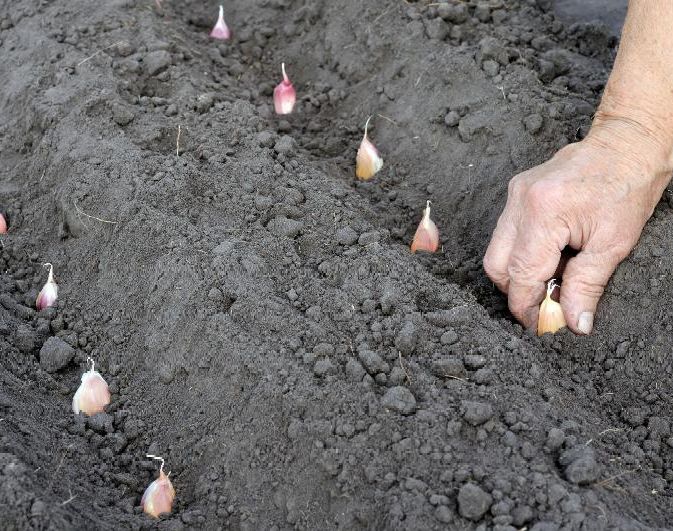 Planting garlic in the garden.