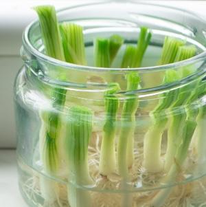 Green onion sprouts being grown in a glass jar with water.