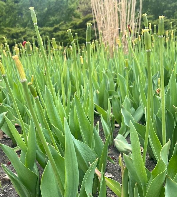 Tulip foliage after flowers fade.