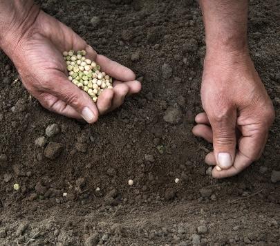 A person planting seeds in the soil.