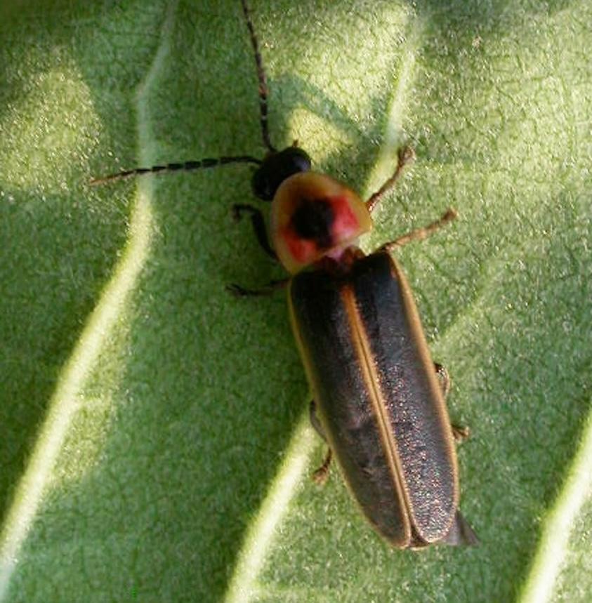 A lightningbug on a leaf.