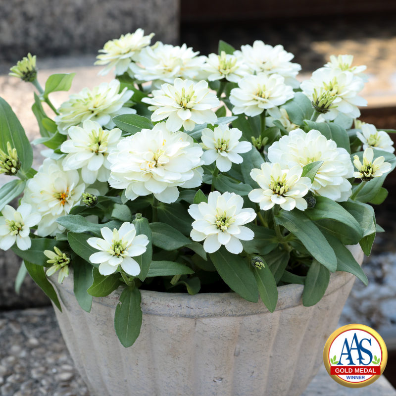 White zinnia flowers.
