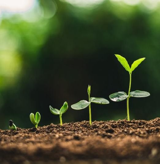 Seedlings at different growth stages growing in the soil.