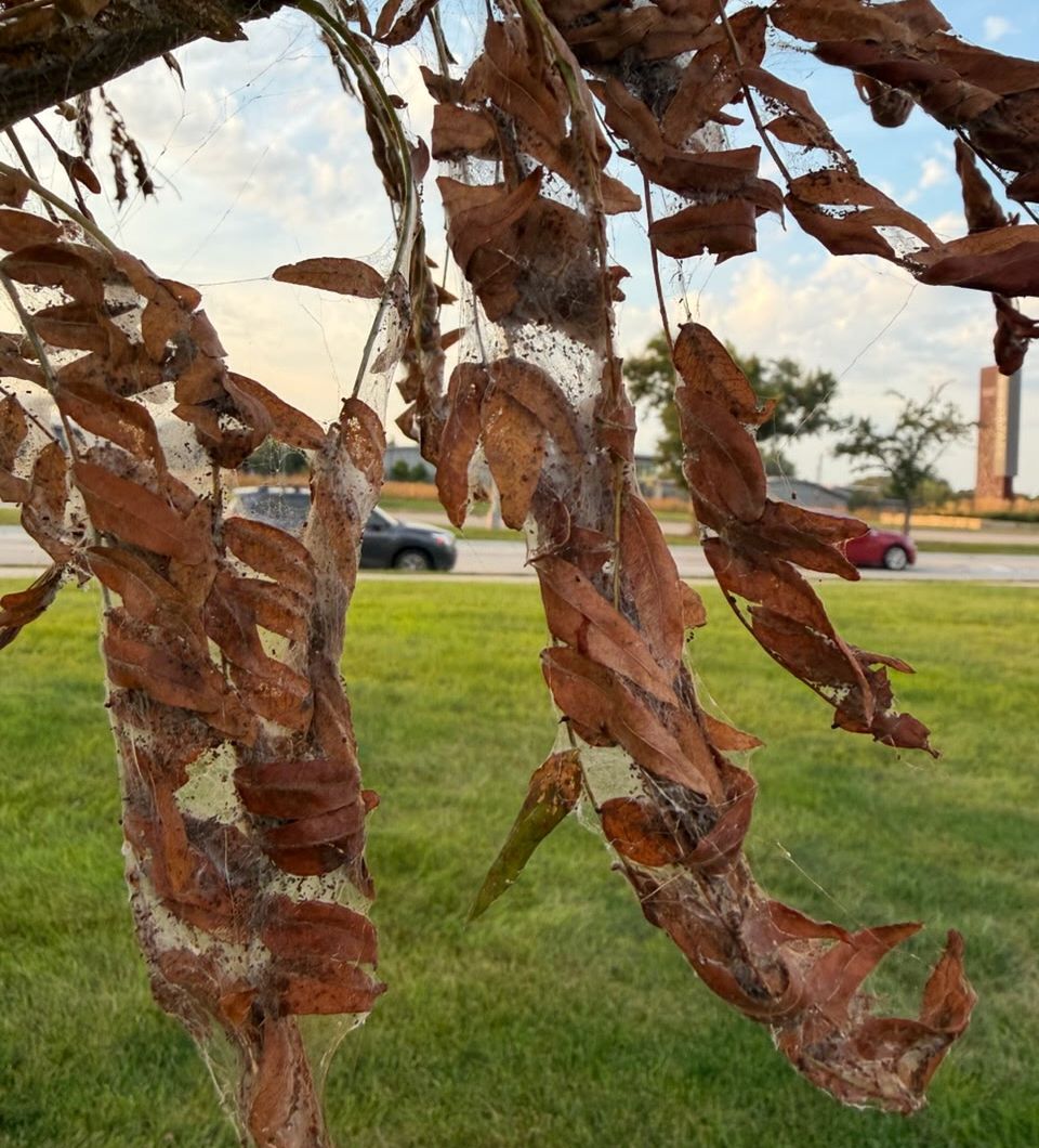 Clusters of brown locust leaves surrounded in webbing.